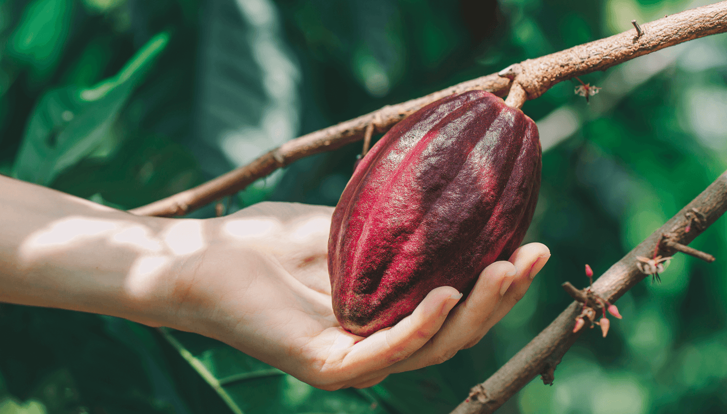 Go Relax – organické instantné kakao s kuriatkami a reishi (10 porcií)